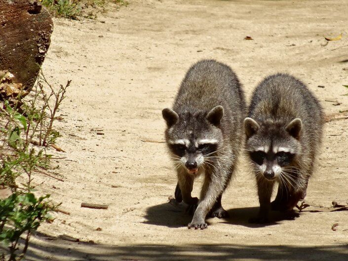 Rencontres animalières