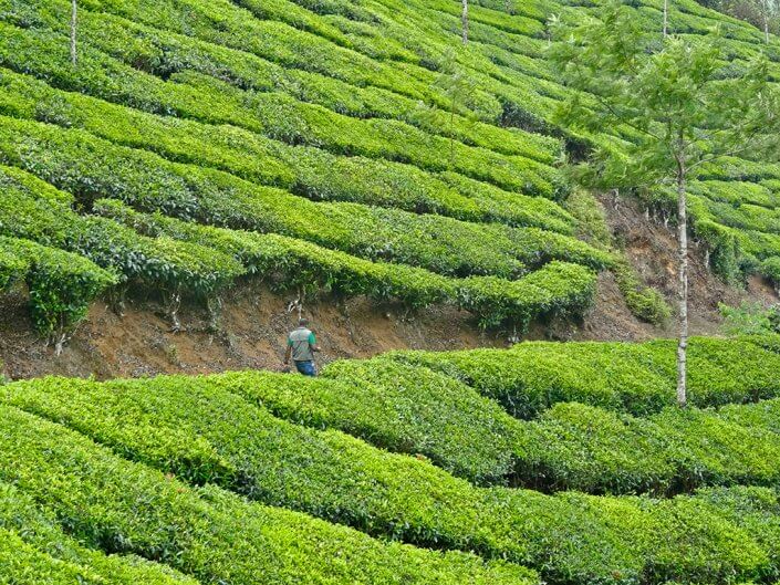 Inde du Sud : KERALA